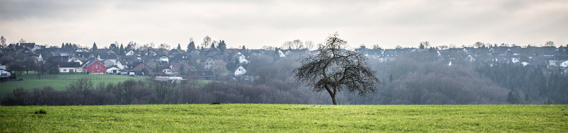 Einzelner Baum auf einer Wiese, dahinter die Häuser eines Ortes